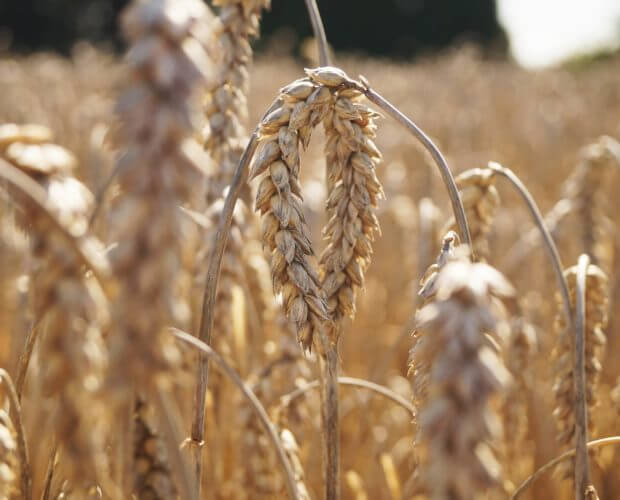 field-931736_1920-1-620×500